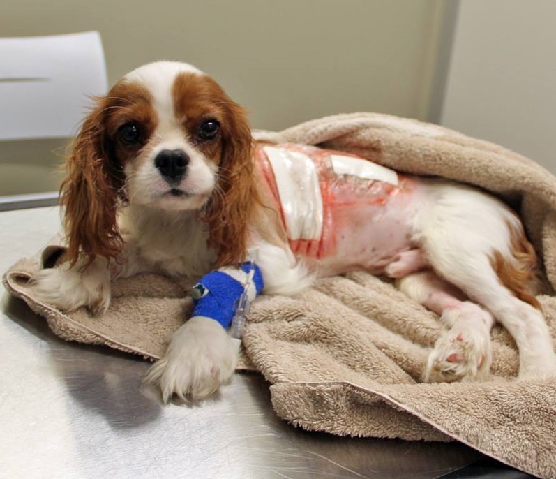 mitral-valve-disease-and-the-cavalier-king-charles-spaniel